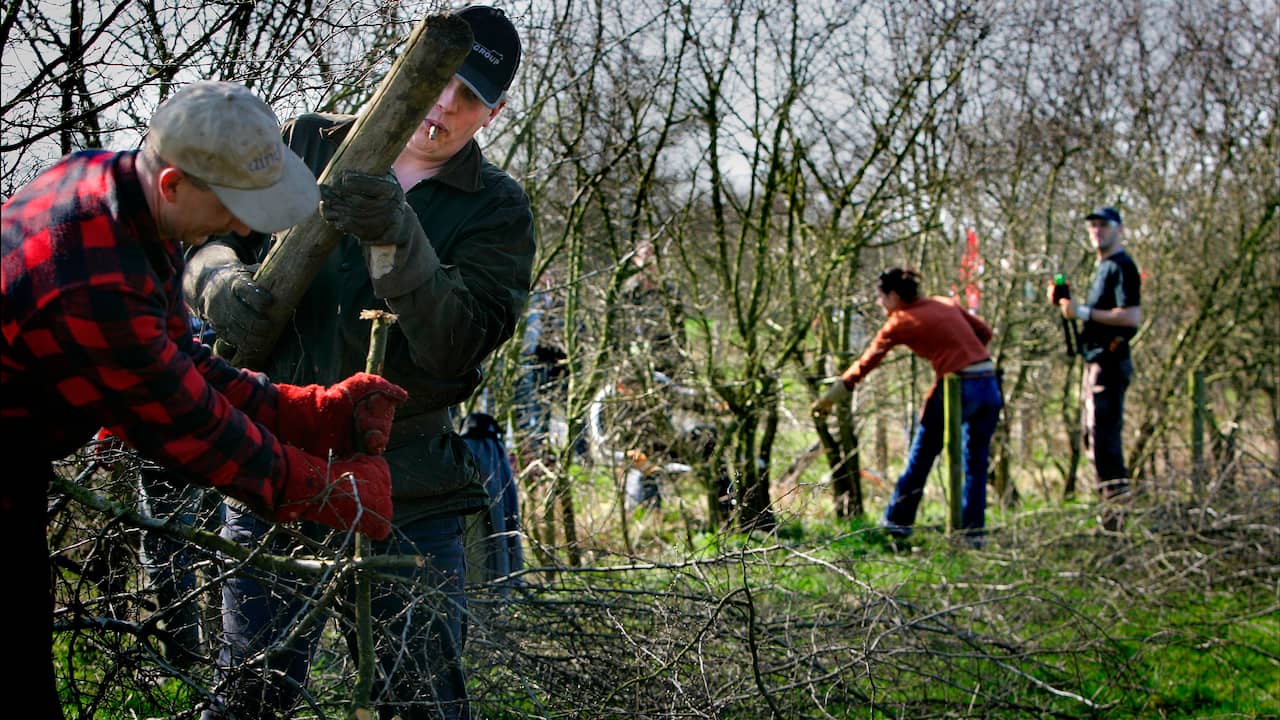 Vrijwilligers proberen het oude ambacht van 'heggenvlechten' te herstellen, met een jaarlijks kampioenschap.