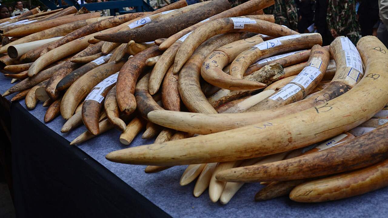 Record 2.5 Tonnes of Elephant Tusks Seized and Destroyed in Nigeria – 10.2 Million Euro Value – Efforts to Combat Ivory Trade and Poaching