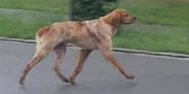 Bijzonder: hond loopt van Zwitserland naar Nederland