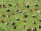 Koeien vinden verkoeling onder tentdoek van omwonenden Schoterveenpolder