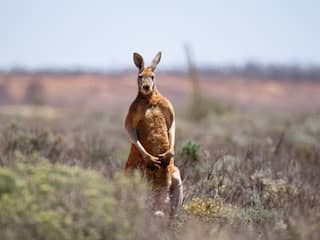 Fossielen van heel grote kangoeroes gevonden in Australië en Nieuw-Guinea