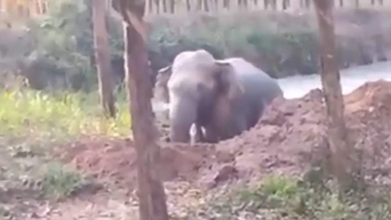 Beeld uit video: Graafmachine redt olifant uit modderige Thaise vijver