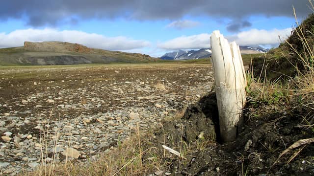 Un colmillo de mamut lanudo sobresale del permafrost siberiano.