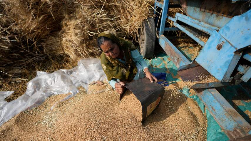 India verbiedt export van tarwe, mogelijk invloed op wereldwijde tarweprijs