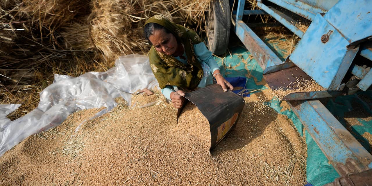 India verbiedt export van tarwe, mogelijk invloed op wereldwijde tarweprijs