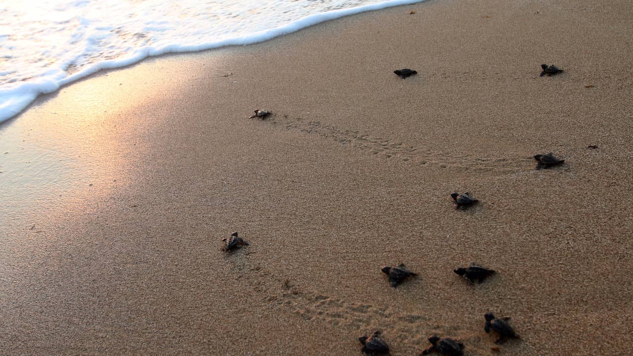 113 nests of endangered sea turtle species found on Bonaire |  NOW