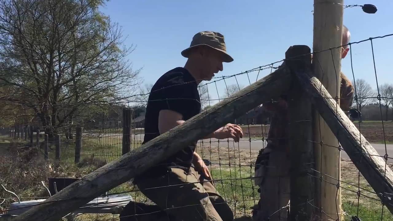 Beeld uit video: Eerste Wolf-Fence moet wolf op de Veluwe tegenhouden