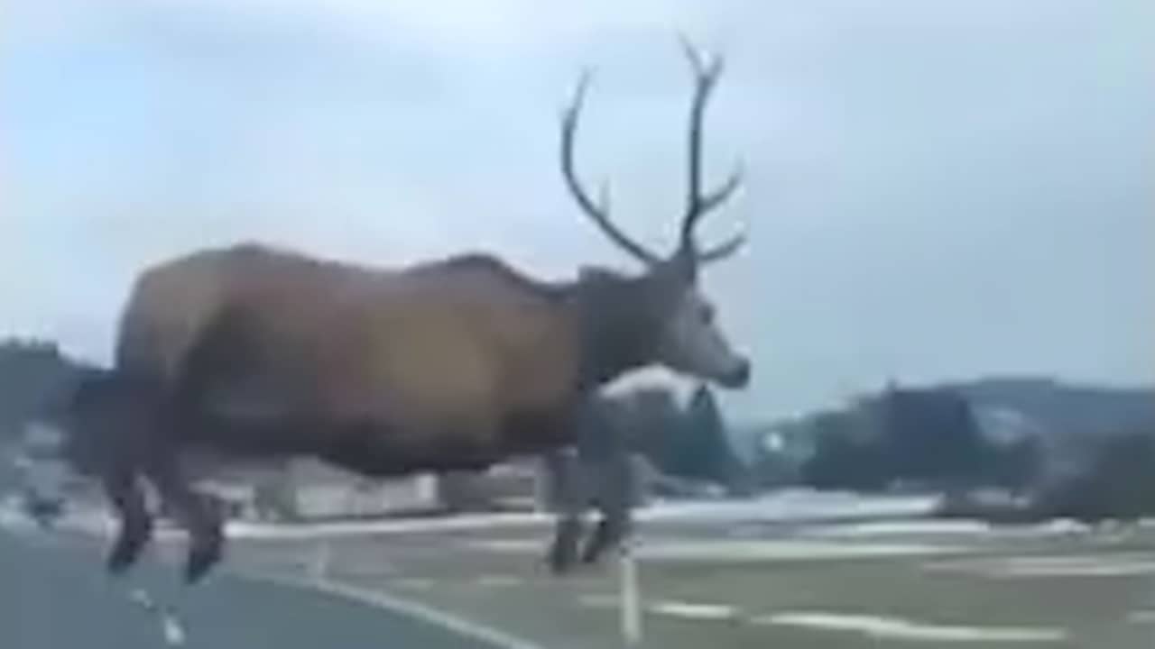 Beeld uit video: Hert springt vlak voor auto langs in Slowakije