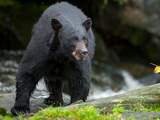 Vrouw in Alaska in bil gebeten door beer die zich onder buitentoilet verstopte