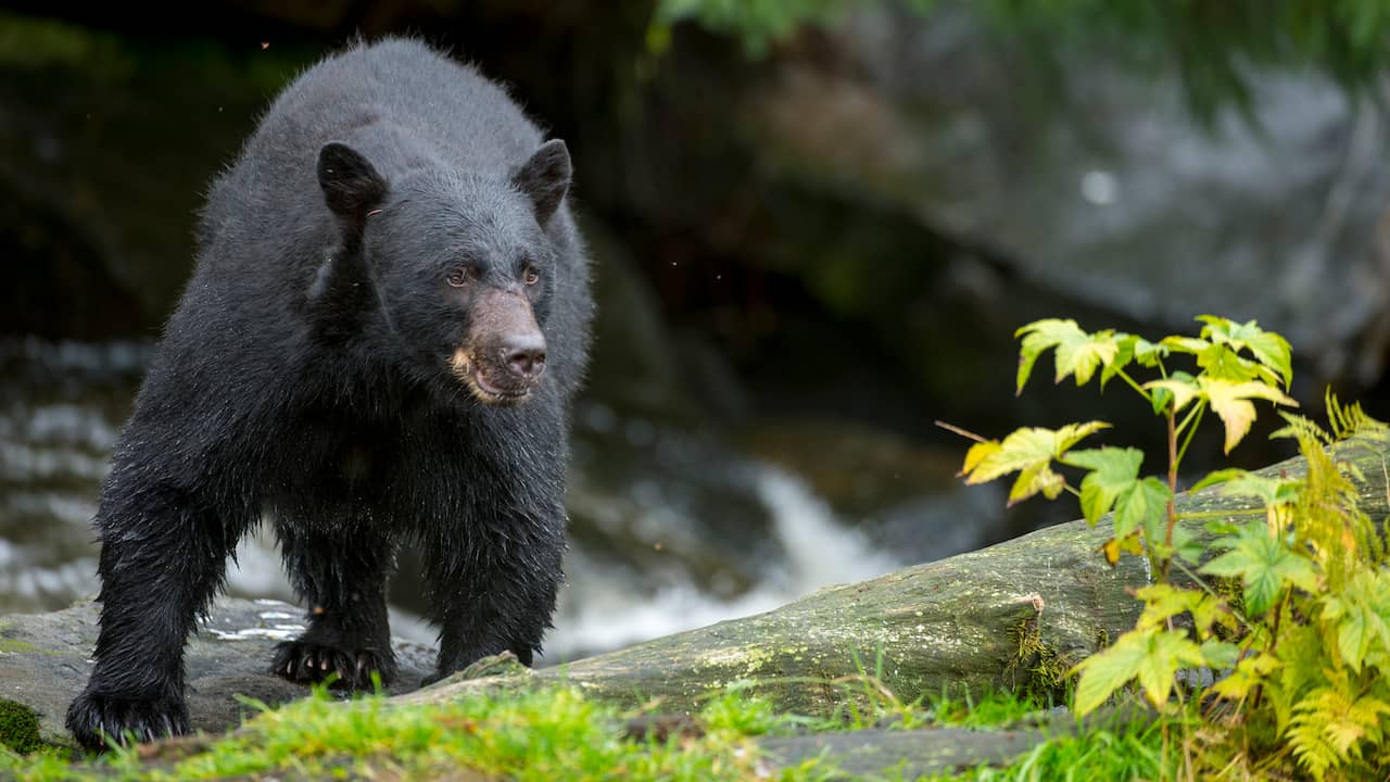 Woman in Alaska bitten in the ass by bear hiding under outside toilet |  NOW