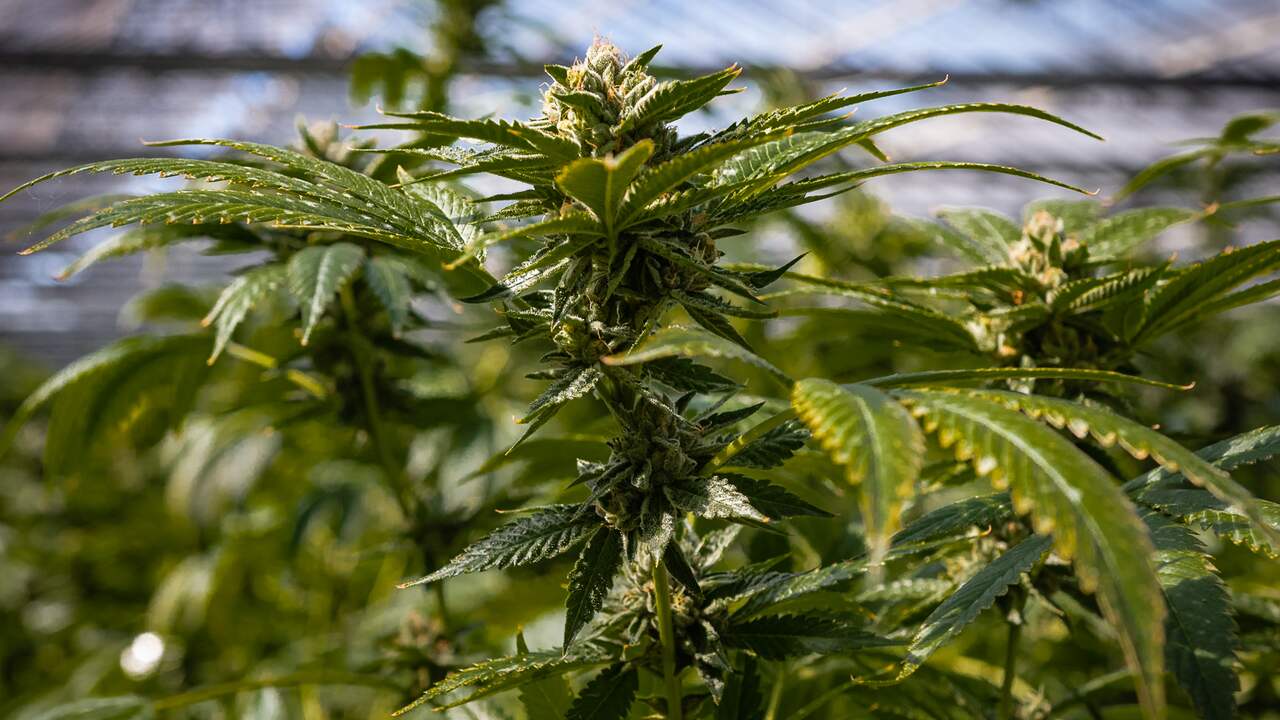 Van tomaten tot wiet: Nederlands bedrijf groot in kassenbouw