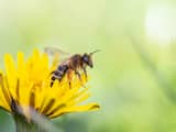 Het gaat niet goed met bijen en dat kan catastrofaal zijn voor de economie