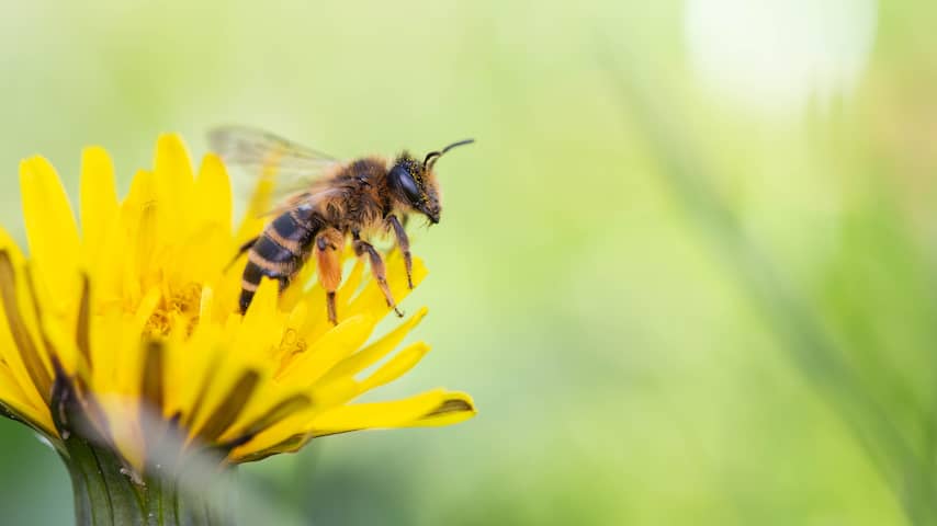 Het gaat niet goed met bijen en dat kan catastrofaal zijn voor de economie