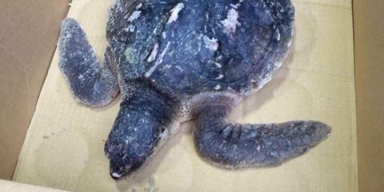 Zeldzame vondst in Zeeland: levende zeeschildpad spoelt aan op strand