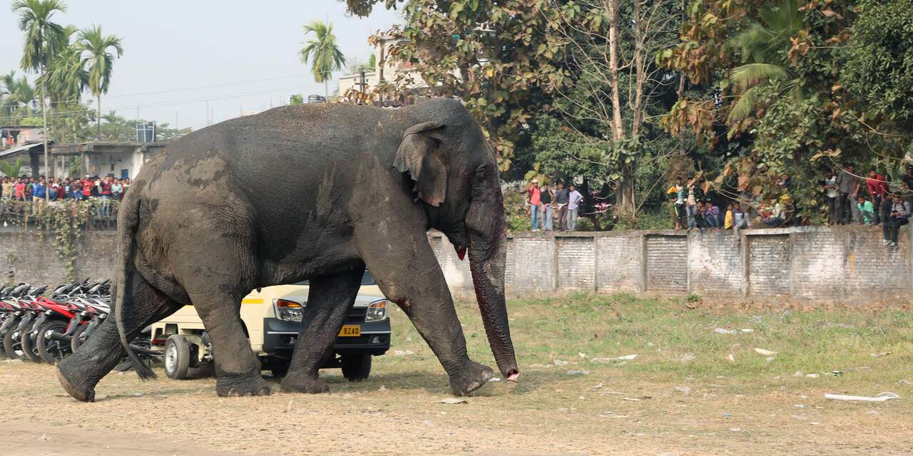 Zeven olifanten geëlektrocuteerd door elektriciteitskabel in India