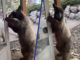 Nieuwsgierige beer opent voordeur van huis in VS