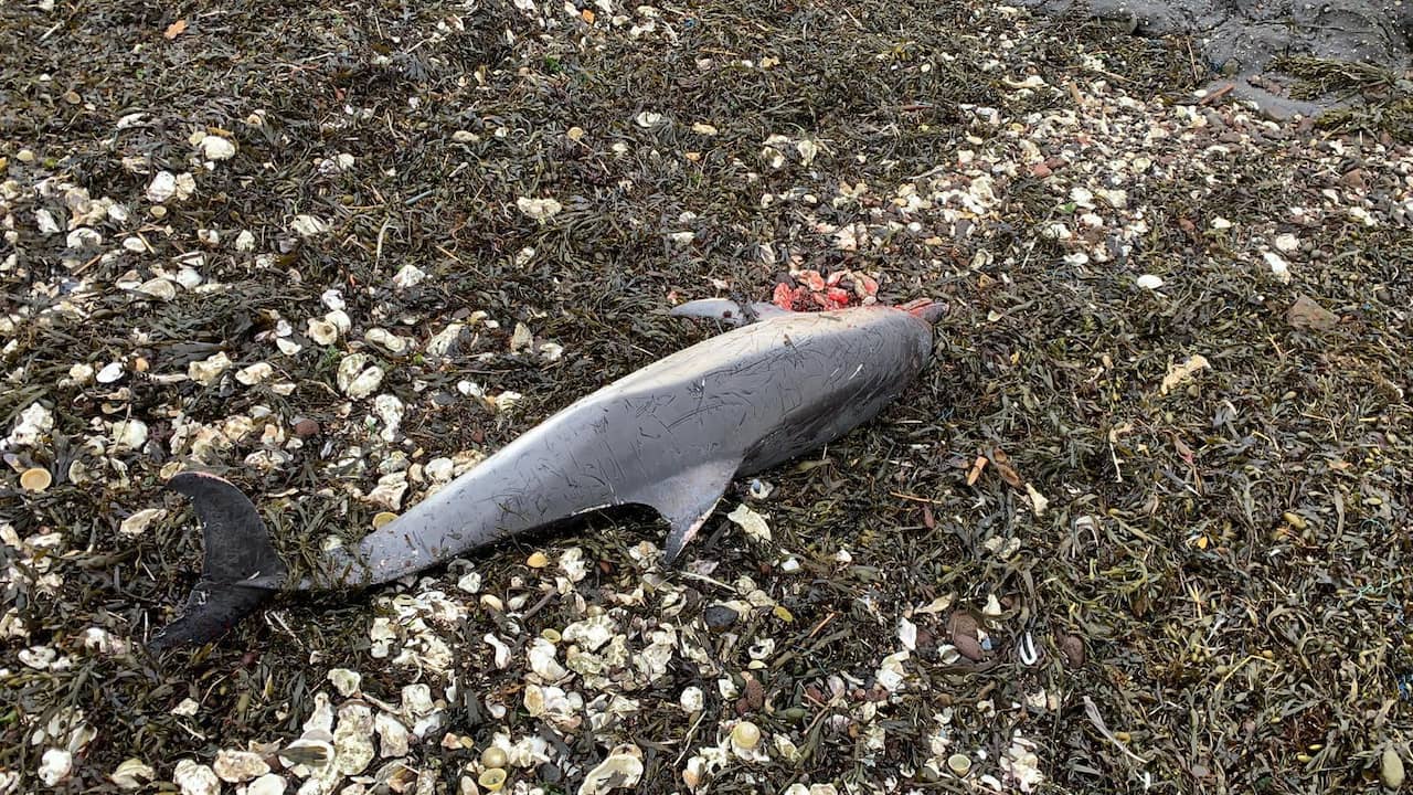 Dead dolphin washed up on the Zeeland coast |  NOW