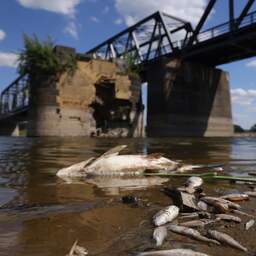 Nog geen verklaring voor massale vissterfte in rivier de Oder