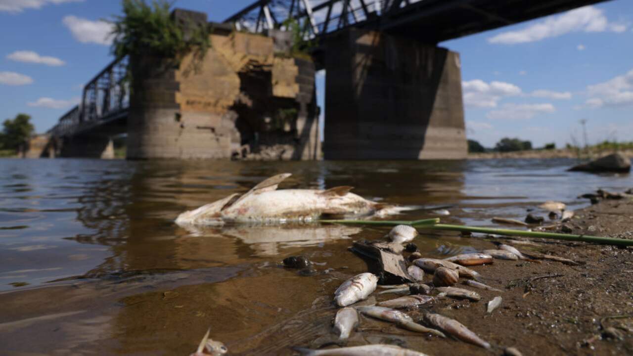 Noch keine Erklärung für das massive Fischsterben in der Oder |  Im Ausland