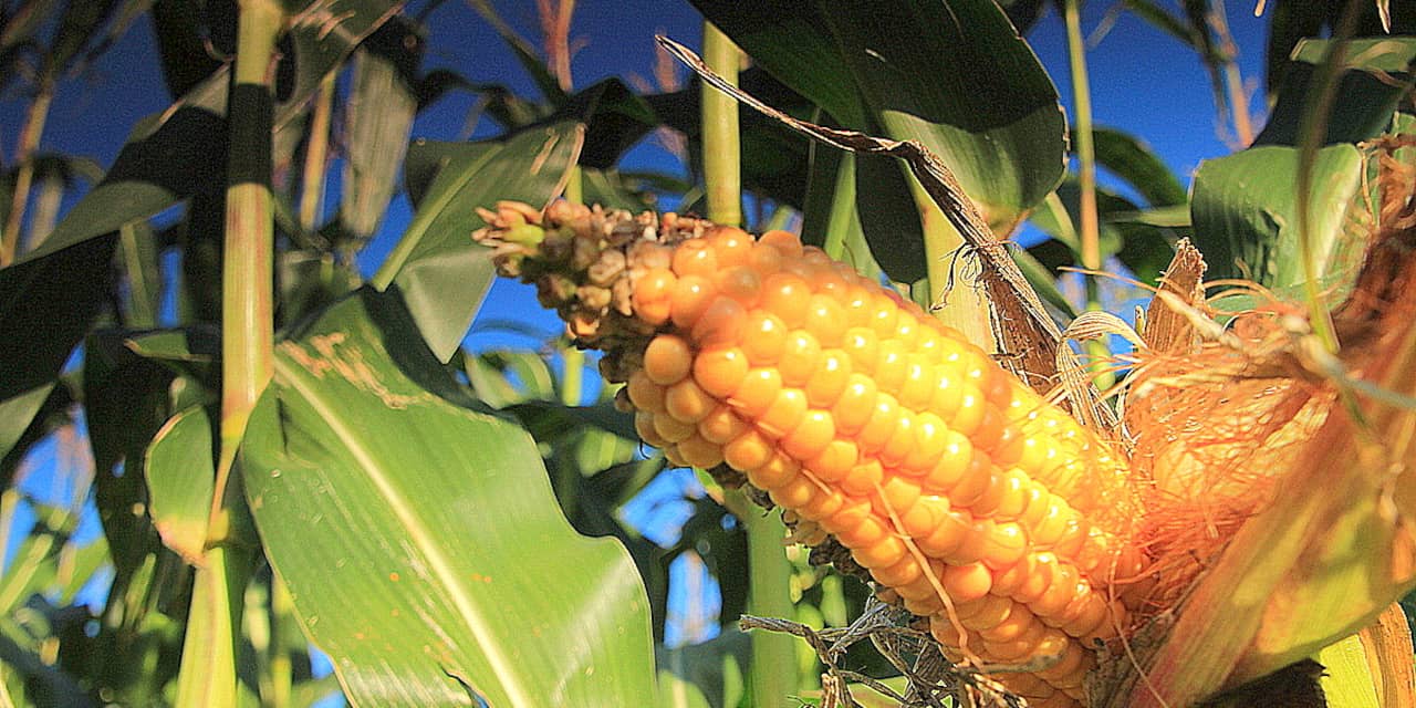Drugsafval gevonden in maisplanten bij boerderij in Someren