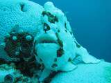 'Huidskleur van voelsprietvis verandert door verbleekt koraal'  