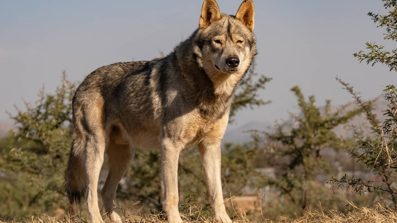 Wolvenroedel in noordelijk deel Veluwe lijkt territorium uit te breiden
