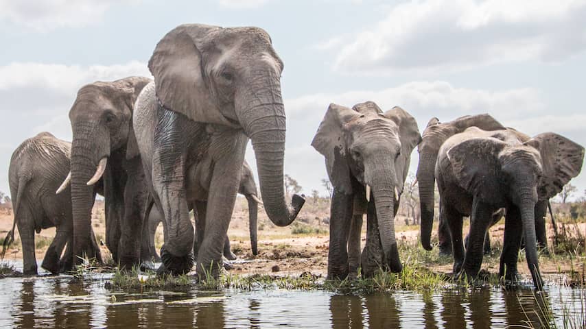 olifanten lijken zichzelf te hebben getemd zonder invloed van de mens | Dieren NU.nl