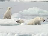 Aantal ijsberen in Canada daalt steeds sneller door opwarming poolgebied