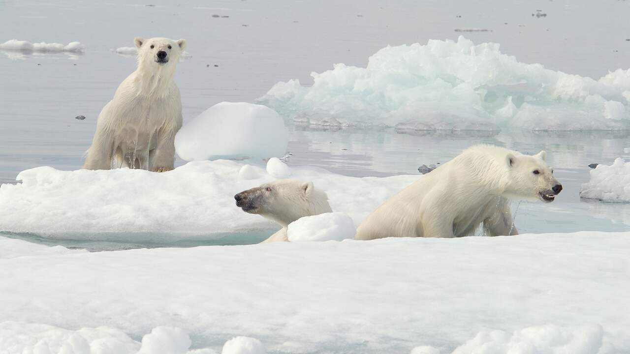 The number of polar bears in Canada is decreasing more and more due to the warming of the polar region |  Animals