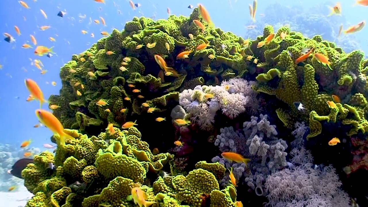 Beeld uit video: Superkoraal moet klimaatverandering aankunnen: zo werkt het