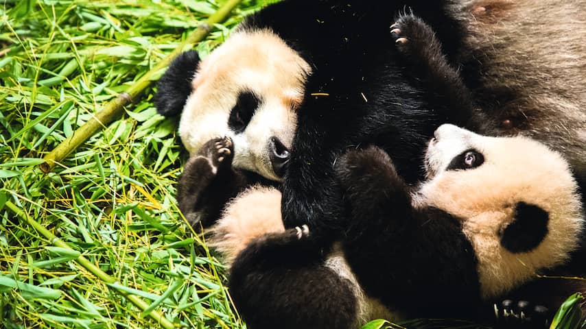 Pandababy Ouwehands Dierenpark vanaf vrijdag te zien voor bezoekers