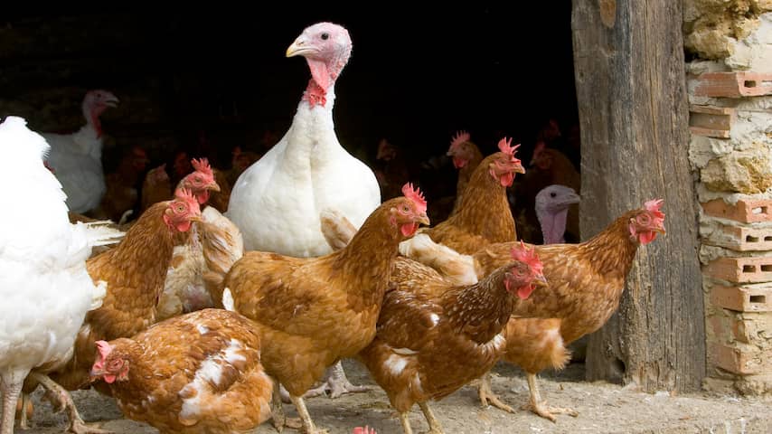 Nauwelijks besmettingen met vogelgriep in Nederland, ophokplicht ingetrokken