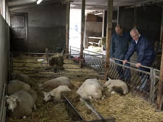 Minister Adema vraagt zich af of Nederlandse schapensector blauwtong overleeft
