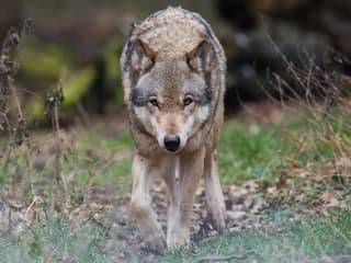 Wat betekent de komst van de wolf voor toerist op de Veluwe?