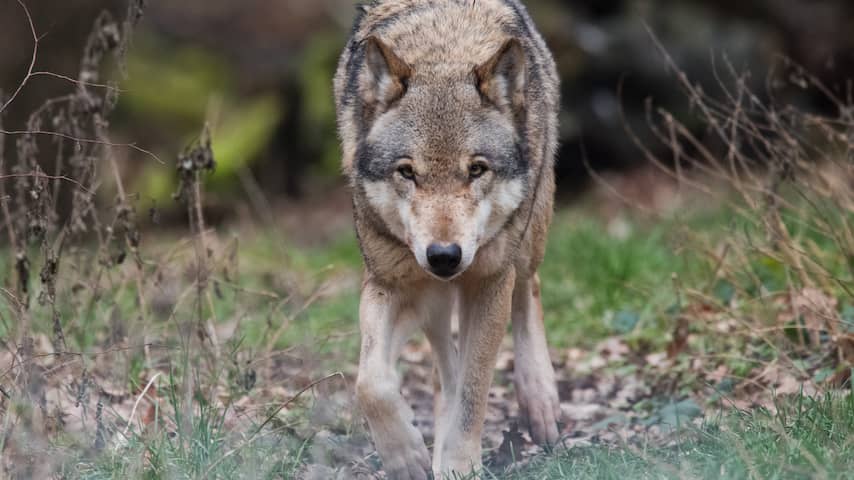 Wolf definitief terug in Nederland na officiële vestiging op Veluwe