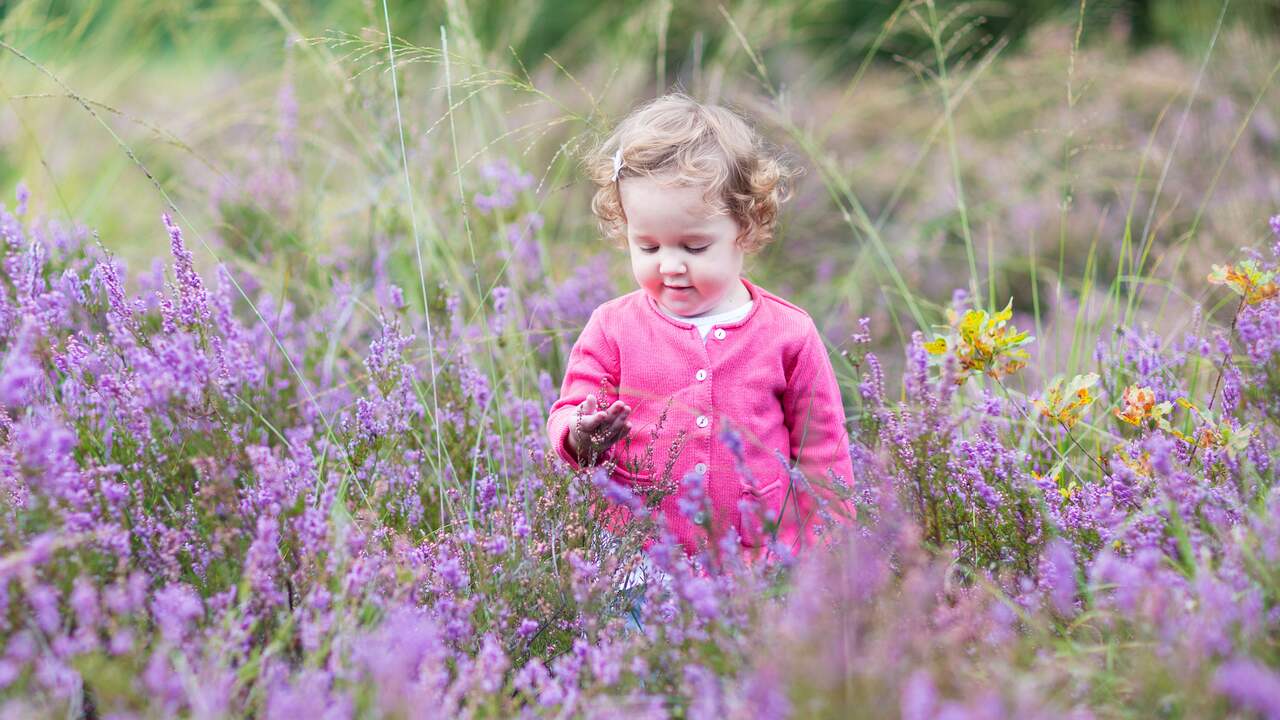 Op de Veluwe wordt onderscheid gemaakt tussen droge heide, vochtige heide en heischrale graslanden, elk met een eigen diversiteit aan bloemen.