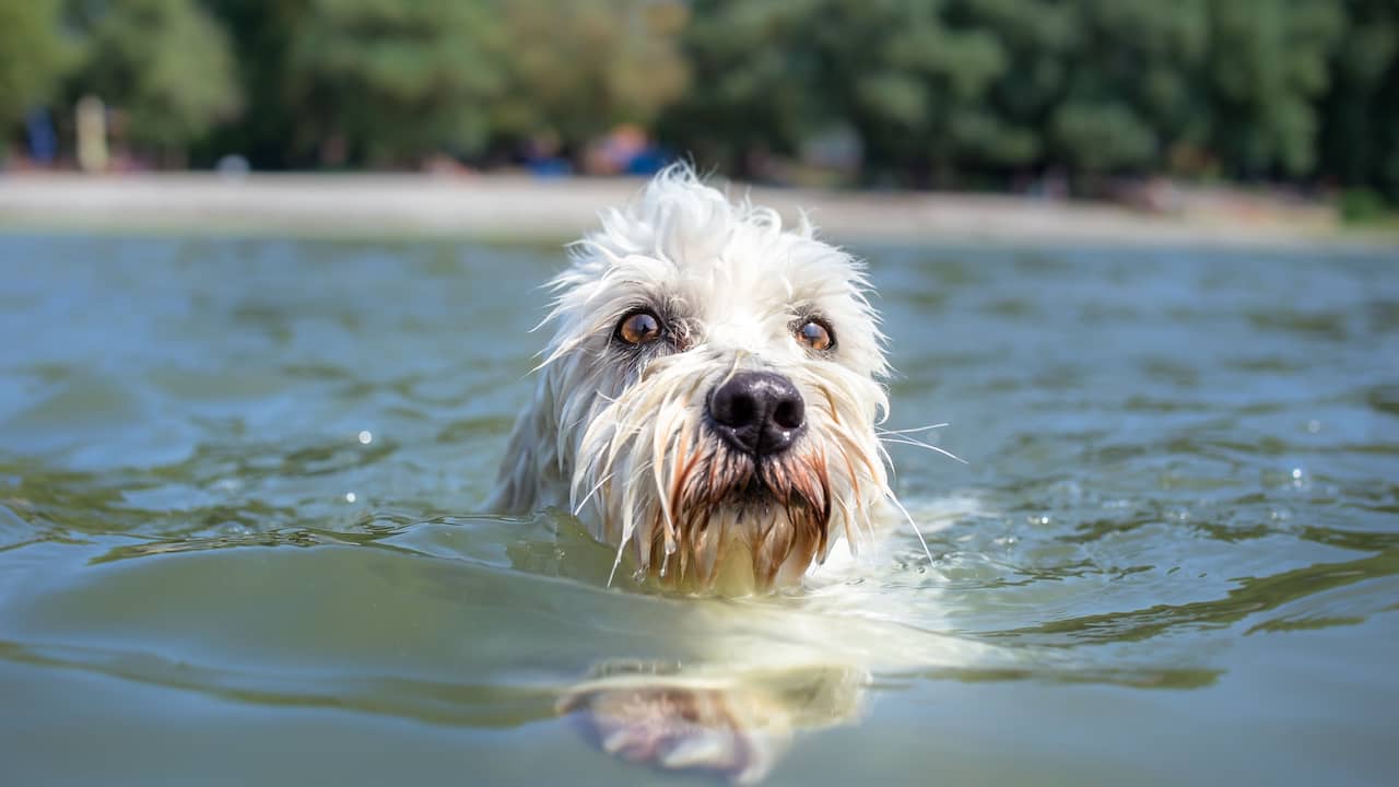 Van Wafel Vlieger Hond mee op vliegreis: dit is waar je rekening mee moet houden | Vakantie |  NU.nl