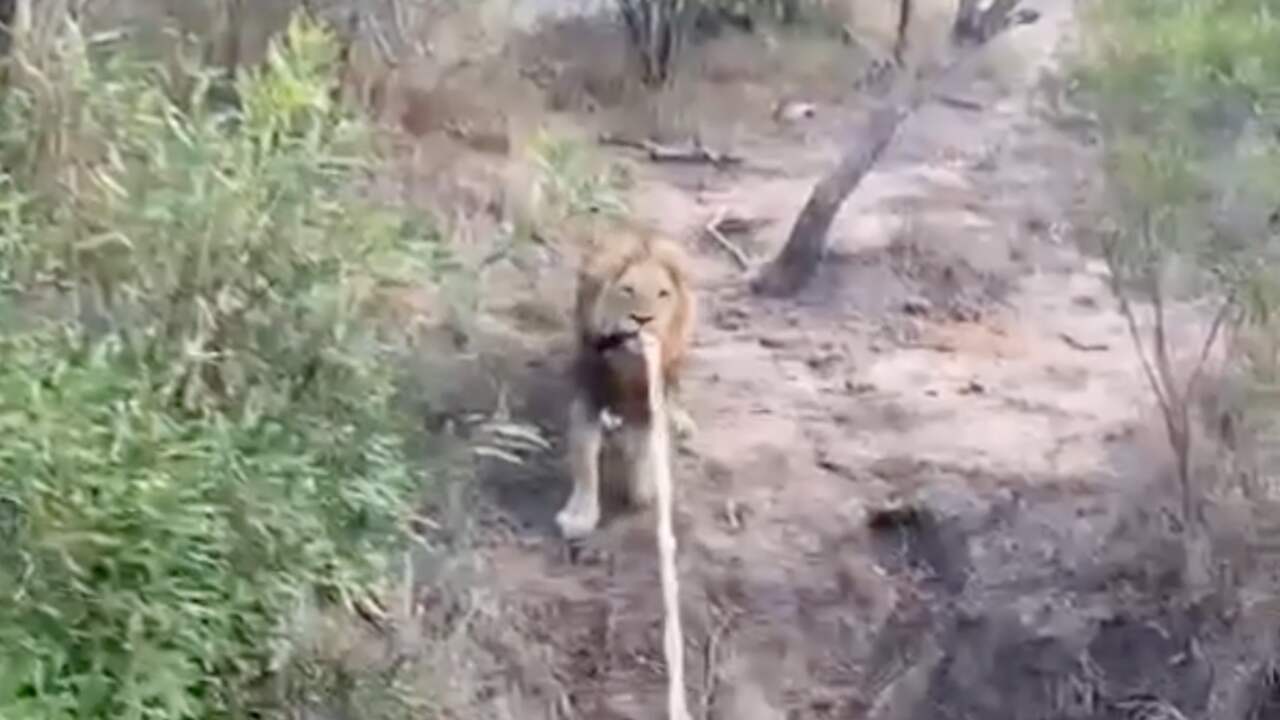 Beeld uit video: Leeuw touwtrekt met jeep vol toeristen in natuurreservaat