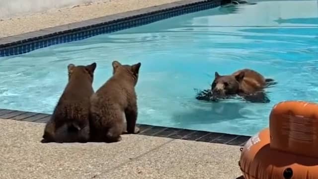 Amerikaan filmt zwemmende beer in zijn achtertuin