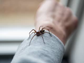 Waarom we spinnen moeten koesteren in plaats van bang voor ze te zijn
