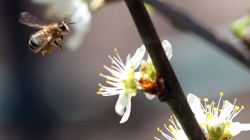 Recordaantal deelnemers aan Nationale Bijentelling telt ruim 135.000 bijen