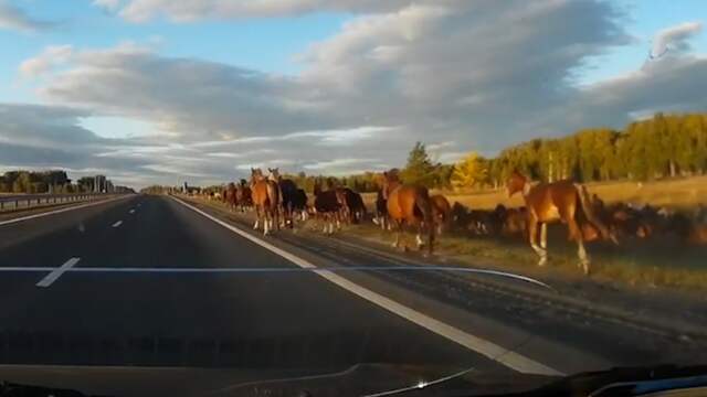 Kudde wilde paarden veroorzaakt aanrijding op snelweg in Rusland