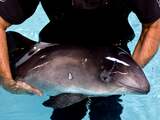 SOS Dolfijn wil begin 2019 weer bruinvissen en dolfijnen opvangen