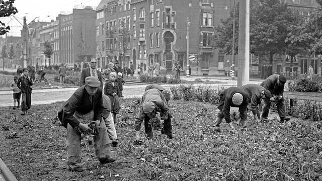 1944: Inwoners van Den Haag oogsten peulvruchten op een groenstrook op de Schiekade.