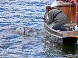 Dolfijn die in Amsterdamse haven zwom dood gevonden bij Wijk aan Zee
