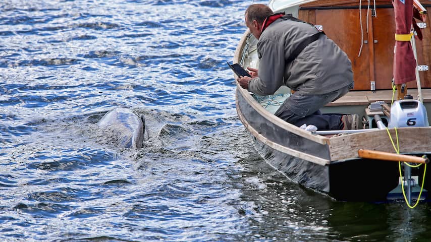Dolfijn die in Amsterdamse haven zwom dood gevonden bij Wijk aan Zee
