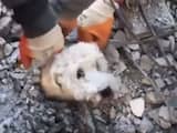 Turkse reddingswerkers geven hond die drie dagen vastzat te drinken