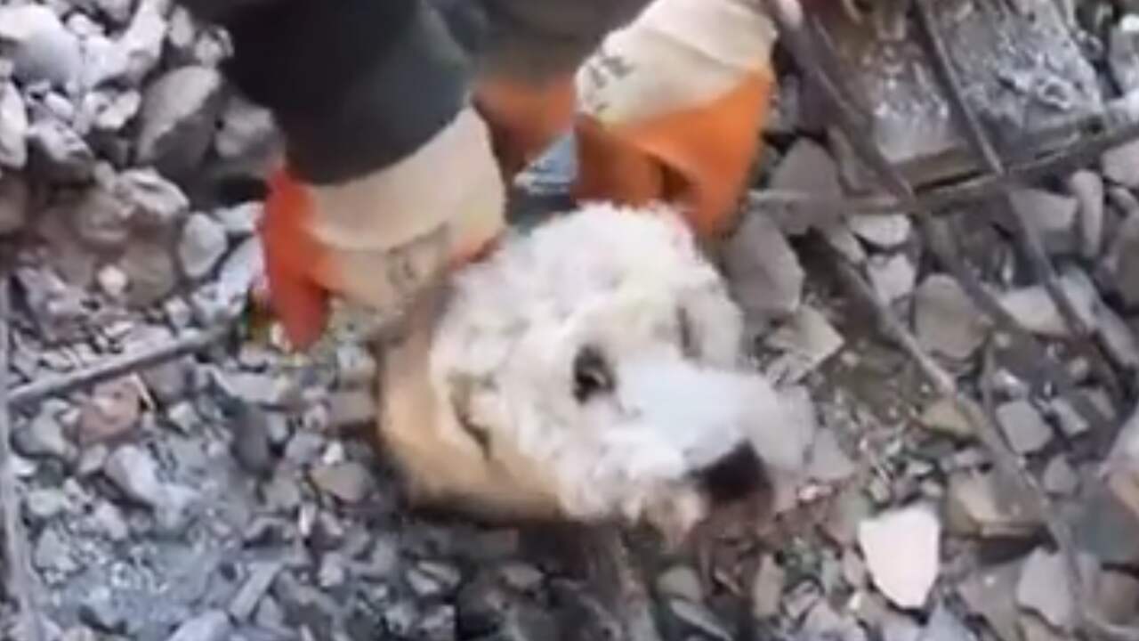 Beeld uit video: Turkse reddingswerkers geven hond die drie dagen vastzat te drinken