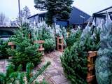 kerstboom kerstbomen