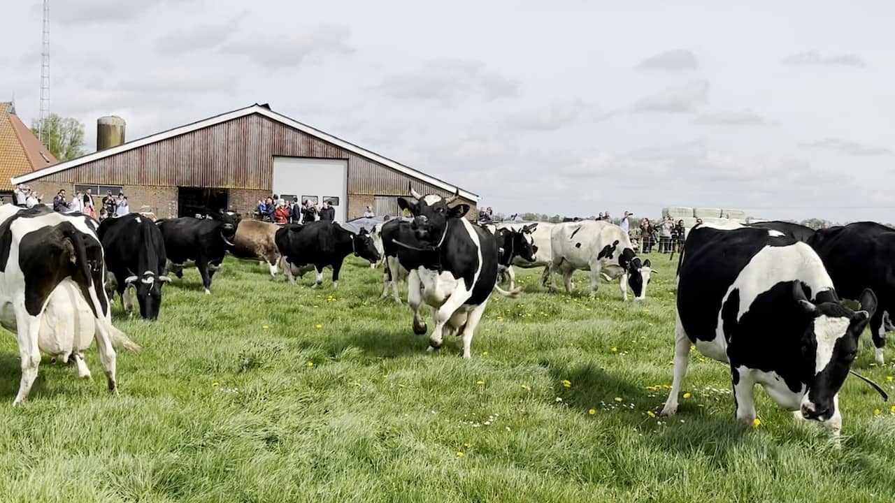 Beeld uit video: Koeien 'dansen' erop los omdat ze weer de wei in mogen